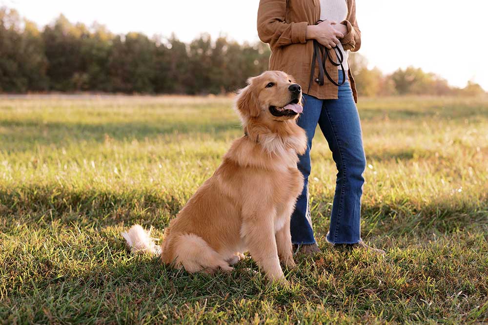 Dog, person in field