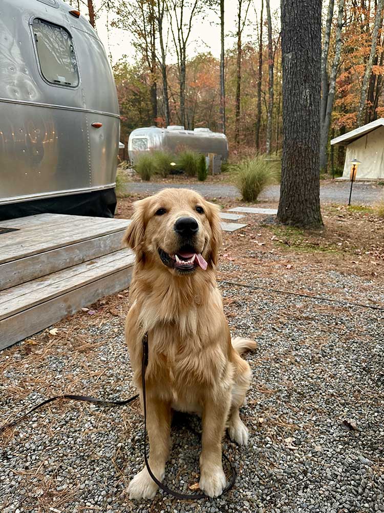 Golden Retriever by airstream camper.