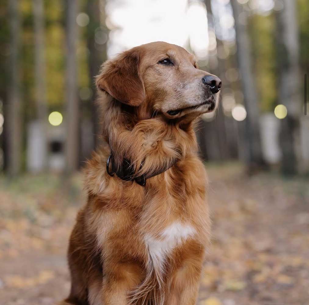 Golden Retriever dog in woods