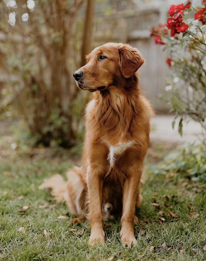 Golden Retriever dog sitting outdoors