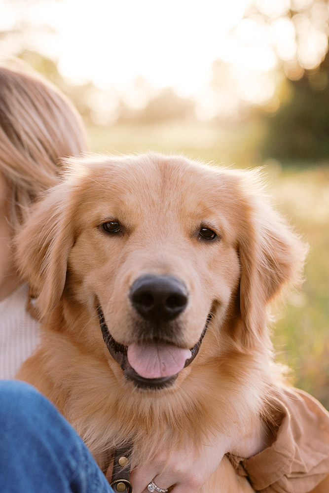 Happy golden retriever, person's hand
