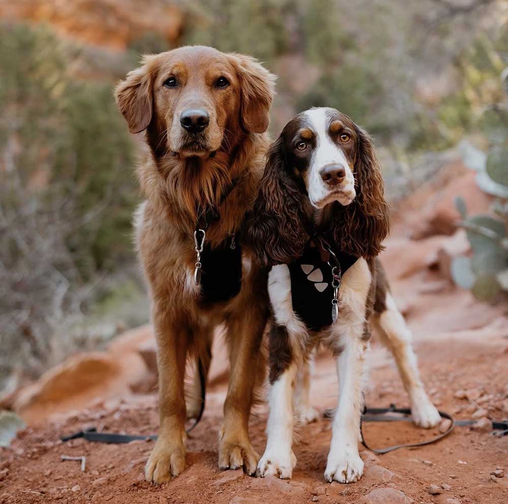 Two dogs on trail