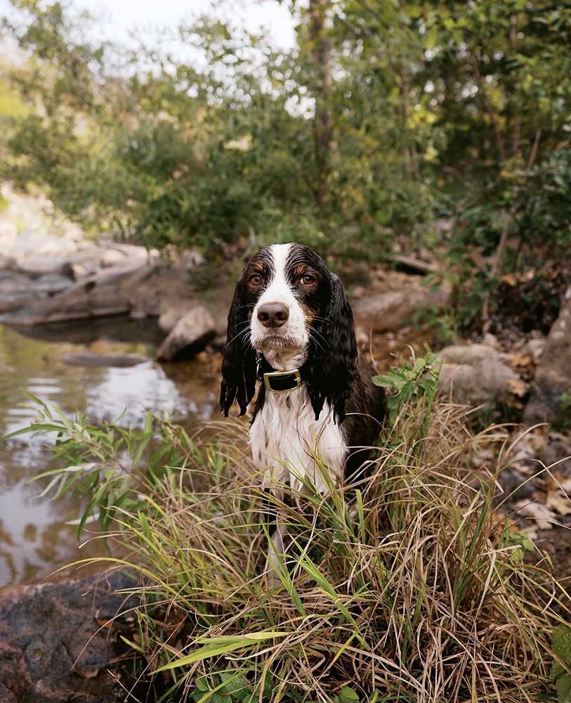 Wet spaniel dog by creek