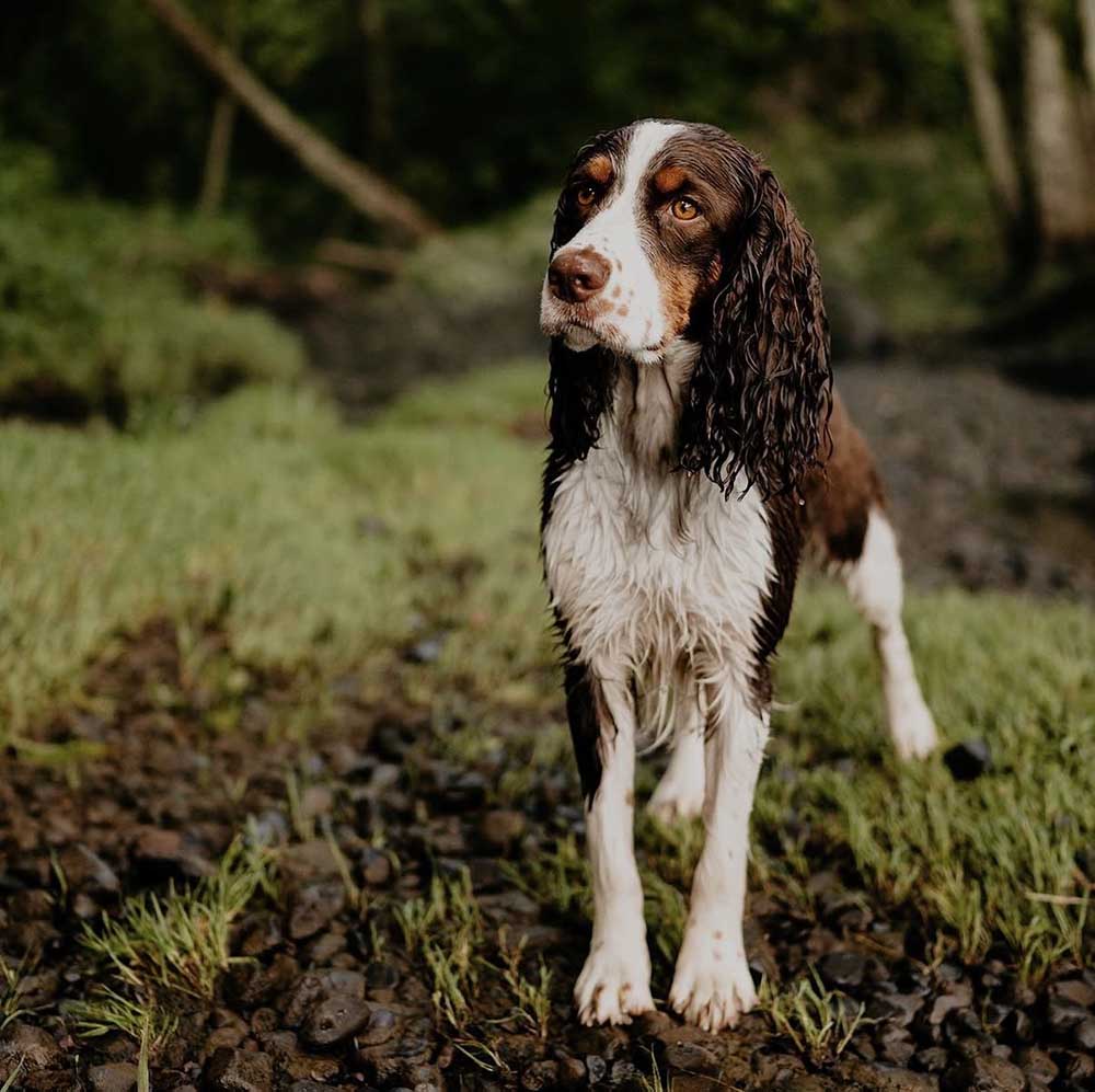 Wet springer spaniel dog