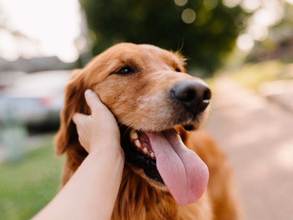 golden retriever getting petted